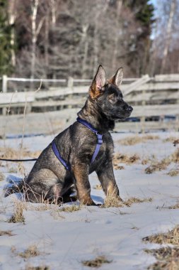 Güneşli bir günde, İsveç 'in Vestra Goetaland kentindeki Skaraborg' da Bredebolet 'te bir bahçede gri bir Alman çoban köpeği.
