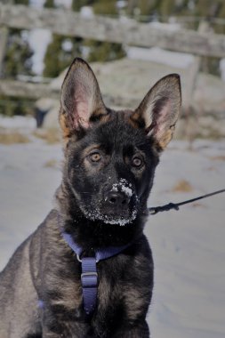 Güneşli bir günde, İsveç 'in Vestra Goetaland kentindeki Skaraborg' da Bredebolet 'te bir bahçede gri bir Alman çoban köpeği.