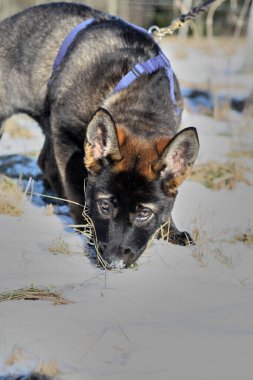 Güneşli bir günde, İsveç 'in Vestra Goetaland kentindeki Skaraborg' da Bredebolet 'te bir bahçede gri bir Alman çoban köpeği.