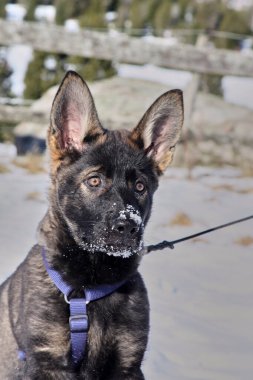 Güneşli bir günde, İsveç 'in Vestra Goetaland kentindeki Skaraborg' da Bredebolet 'te bir bahçede gri bir Alman çoban köpeği.