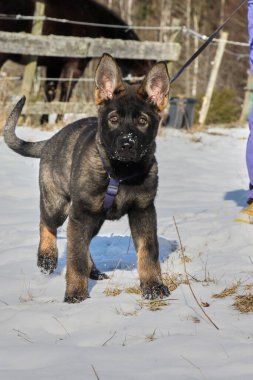 Güneşli bir günde, İsveç 'in Vestra Goetaland kentindeki Skaraborg' da Bredebolet 'te bir bahçede gri bir Alman çoban köpeği.