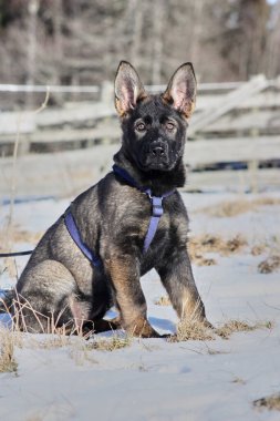 Güneşli bir günde, İsveç 'in Vestra Goetaland kentindeki Skaraborg' da Bredebolet 'te bir bahçede gri bir Alman çoban köpeği.