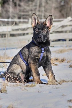 Güneşli bir günde, İsveç 'in Vestra Goetaland kentindeki Skaraborg' da Bredebolet 'te bir bahçede gri bir Alman çoban köpeği.