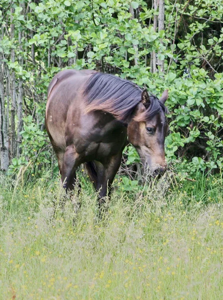 Yazın Skaraborg İsveç 'te çayırdaki güzel Amerikan Mahallesi kısrağı.