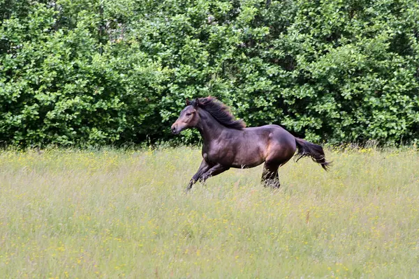 Yazın Skaraborg İsveç 'te çayırdaki güzel Amerikan Mahallesi kısrağı.