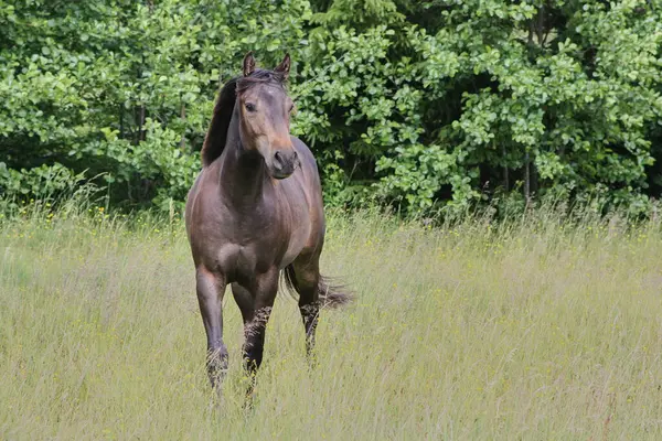 Yazın Skaraborg İsveç 'te çayırdaki güzel Amerikan Mahallesi kısrağı.