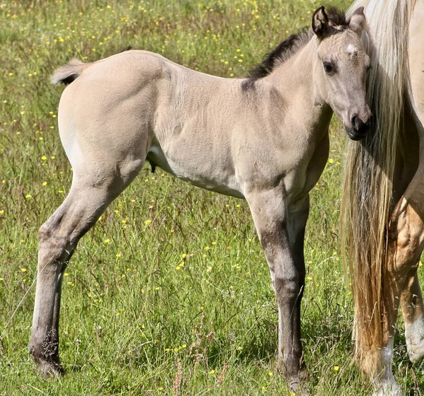 Skaraborg İsveç 'teki bir çayırda güneşli bir günde güzel bir Çeyrek At tayı.