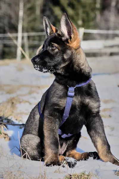 Güneşli bir günde, İsveç 'in Vestra Goetaland kentindeki Skaraborg' da Bredebolet 'te bir bahçede gri bir Alman çoban köpeği.