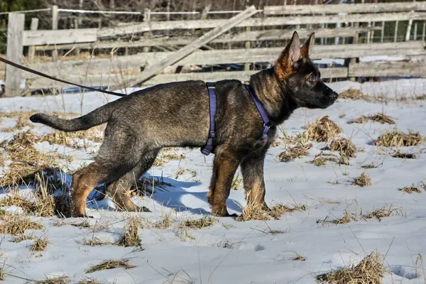 Güneşli bir günde, İsveç 'in Vestra Goetaland kentindeki Skaraborg' da Bredebolet 'te bir bahçede gri bir Alman çoban köpeği.