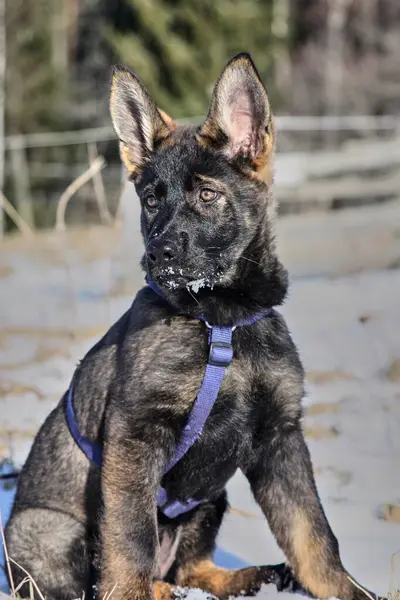 Güneşli bir günde, İsveç 'in Vestra Goetaland kentindeki Skaraborg' da Bredebolet 'te bir bahçede gri bir Alman çoban köpeği.