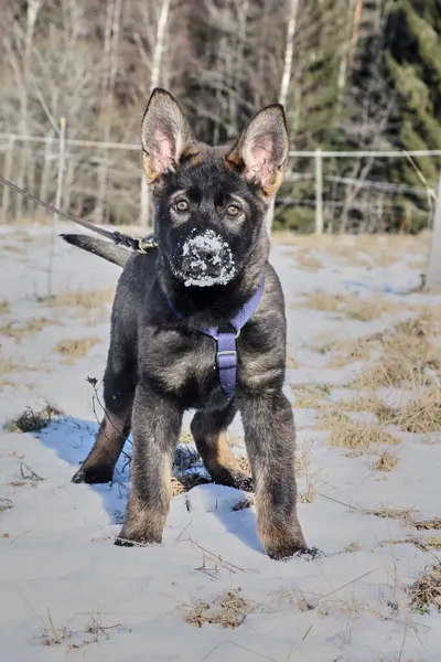 Güneşli bir günde, İsveç 'in Vestra Goetaland kentindeki Skaraborg' da Bredebolet 'te bir bahçede gri bir Alman çoban köpeği.