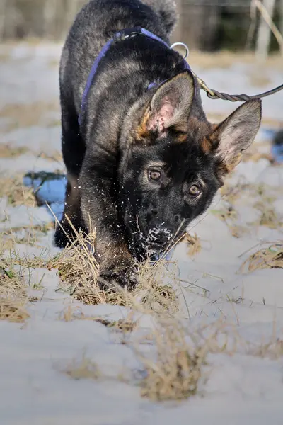 Güneşli bir günde, İsveç 'in Vestra Goetaland kentindeki Skaraborg' da Bredebolet 'te bir bahçede gri bir Alman çoban köpeği.