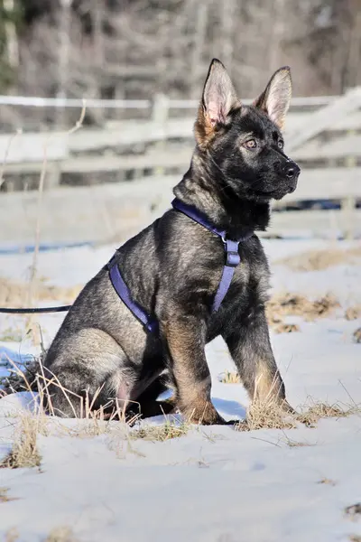 Güneşli bir günde, İsveç 'in Vestra Goetaland kentindeki Skaraborg' da Bredebolet 'te bir bahçede gri bir Alman çoban köpeği.