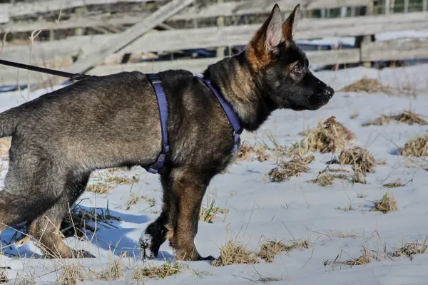 Güneşli bir günde, İsveç 'in Vestra Goetaland kentindeki Skaraborg' da Bredebolet 'te bir bahçede gri bir Alman çoban köpeği.