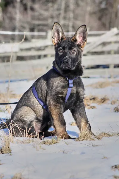 Güneşli bir günde, İsveç 'in Vestra Goetaland kentindeki Skaraborg' da Bredebolet 'te bir bahçede gri bir Alman çoban köpeği.