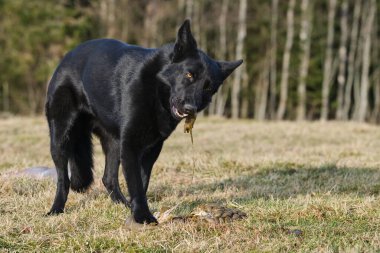İsveç 'in Vaestra Goetaland kentindeki Skaraborg' da güneşli bir günde siyah Alman çoban köpeği çayırda kuzu eti yer.