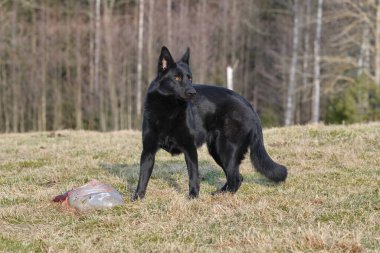 İsveç 'in Vaestra Goetaland kentindeki Skaraborg' da güneşli bir günde siyah Alman çoban köpeği çayırda kuzu eti yer.