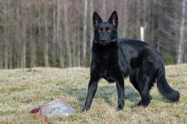 İsveç 'in Vaestra Goetaland kentindeki Skaraborg' da güneşli bir günde siyah Alman çoban köpeği çayırda kuzu eti yer.