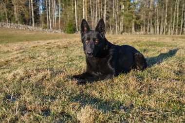 Güneşli bir günde İsveç kırsalındaki bir çayırda yaşayan güzel siyah Alman çoban köpeği.