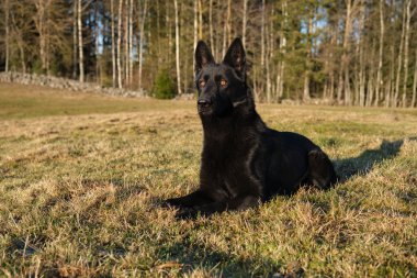 Güneşli bir günde İsveç kırsalındaki bir çayırda yaşayan güzel siyah Alman çoban köpeği.