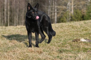 İsveç 'in Vaestra Goetaland kentindeki Skaraborg' da güneşli bir günde siyah Alman çoban köpeği çayırda kuzu eti yer.