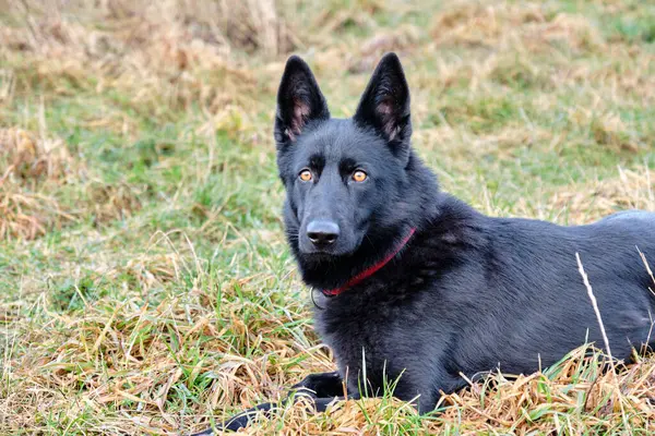 beautiful black German Shepherd she-dog in a meadow in Sweden countryside on a sunny day