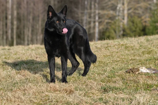 İsveç 'in Vaestra Goetaland kentindeki Skaraborg' da güneşli bir günde siyah Alman çoban köpeği çayırda kuzu eti yer.