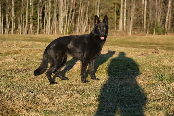 Güneşli bir günde İsveç kırsalındaki bir çayırda yaşayan güzel siyah Alman çoban köpeği.