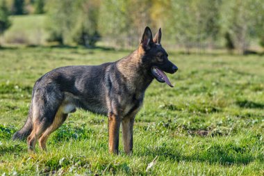 Güneşli bir günde İsveç kırsalındaki bir çayırda yaşayan güzel gri Alman çoban köpeği.