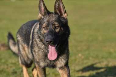 Güneşli bir günde İsveç kırsalındaki bir çayırda yaşayan güzel gri Alman çoban köpeği.