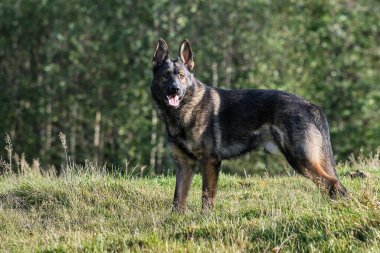 Güneşli bir günde İsveç kırsalındaki bir çayırda yaşayan güzel gri Alman çoban köpeği.
