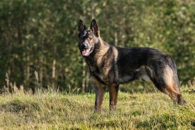 Güneşli bir günde İsveç kırsalındaki bir çayırda yaşayan güzel gri Alman çoban köpeği.