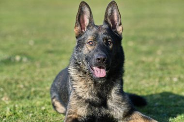 Güneşli bir günde İsveç kırsalındaki bir çayırda yaşayan güzel gri Alman çoban köpeği.