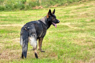 Güneşli bir günde İsveç kırsalındaki bir çayırda yaşayan güzel gri Alman çoban köpeği.