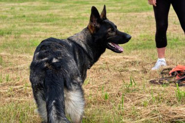 Güneşli bir günde Bredebolet Skaraborg İsveç 'te çayırda gri Alman çoban köpeği olan sarışın kadın.