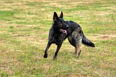 Güneşli bir günde İsveç kırsalındaki bir çayırda yaşayan güzel gri Alman çoban köpeği.