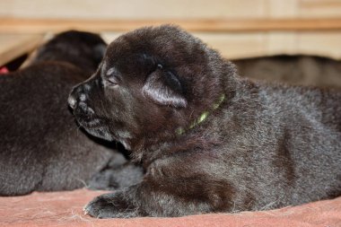 Bredebolet Skaraborg İsveç 'te yaşayan güzel, tapılası siyah Alman çoban köpeği.
