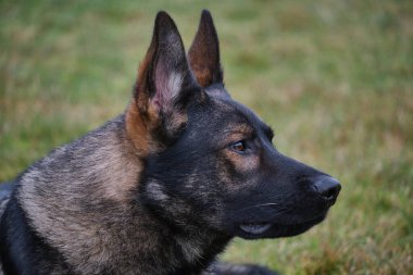 Güneşli bir günde İsveç kırsalındaki bir çayırda yaşayan güzel gri Alman çoban köpeği.