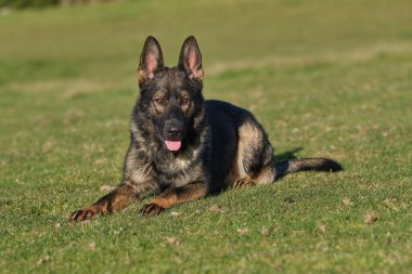 Güneşli bir günde İsveç kırsalındaki bir çayırda yaşayan güzel gri Alman çoban köpeği.
