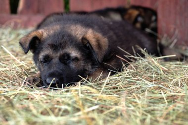 Güneşli bir günde Bredebolet Skaraborg İsveç 'te çayırdaki güzel, sevimli gri Alman çoban köpeği.