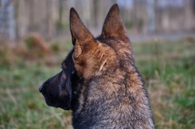 Güneşli bir günde İsveç kırsalındaki bir çayırda yaşayan güzel gri Alman çoban köpeği.
