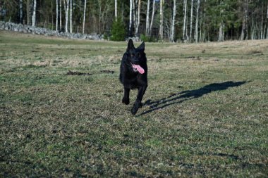 Güneşli bir günde İsveç kırsalında çayırda koşan güzel bir Alman çoban köpeği.
