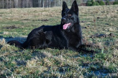 Güzel bir Alman çoban köpeği güneşli bir günde İsveç kırsalında bir çayırda yatıyor.