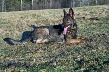 Güneşli bir günde İsveç kırsalındaki bir çayırda yaşayan güzel gri Alman çoban köpeği.