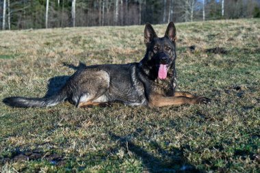 Güneşli bir günde İsveç kırsalındaki bir çayırda yaşayan güzel gri Alman çoban köpeği.
