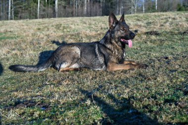 Güneşli bir günde İsveç kırsalındaki bir çayırda yaşayan güzel gri Alman çoban köpeği.