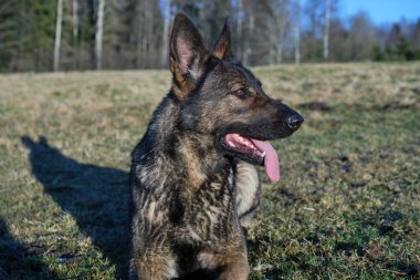Güneşli bir günde İsveç kırsalındaki bir çayırda yaşayan güzel gri Alman çoban köpeği.