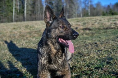 Güneşli bir günde İsveç kırsalındaki bir çayırda yaşayan güzel gri Alman çoban köpeği.