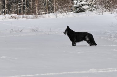 Şubat ayında İsveç 'in Skaraborg kentindeki Bredebolet' te güneşli bir günde güzel bir Alman çoban köpeği karlı bir çayırda oynuyor.