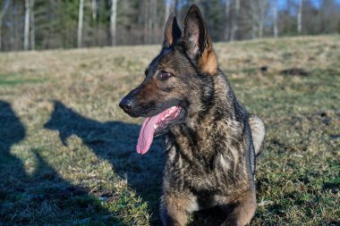 Güneşli bir günde İsveç kırsalındaki bir çayırda yaşayan güzel gri Alman çoban köpeği.